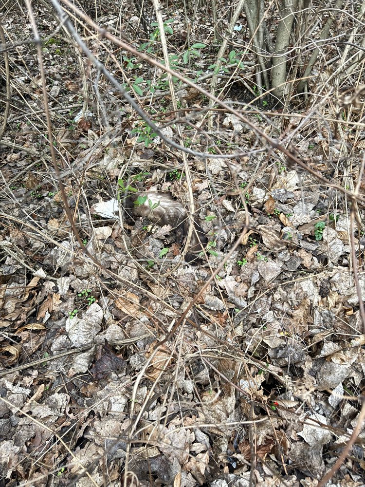 Giftköder-Totes Tier-Profilbild