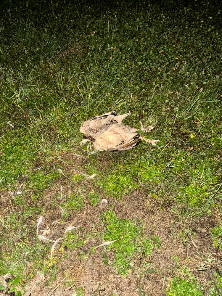 Giftköder-Toter kopfloser Vogel-Profilbild