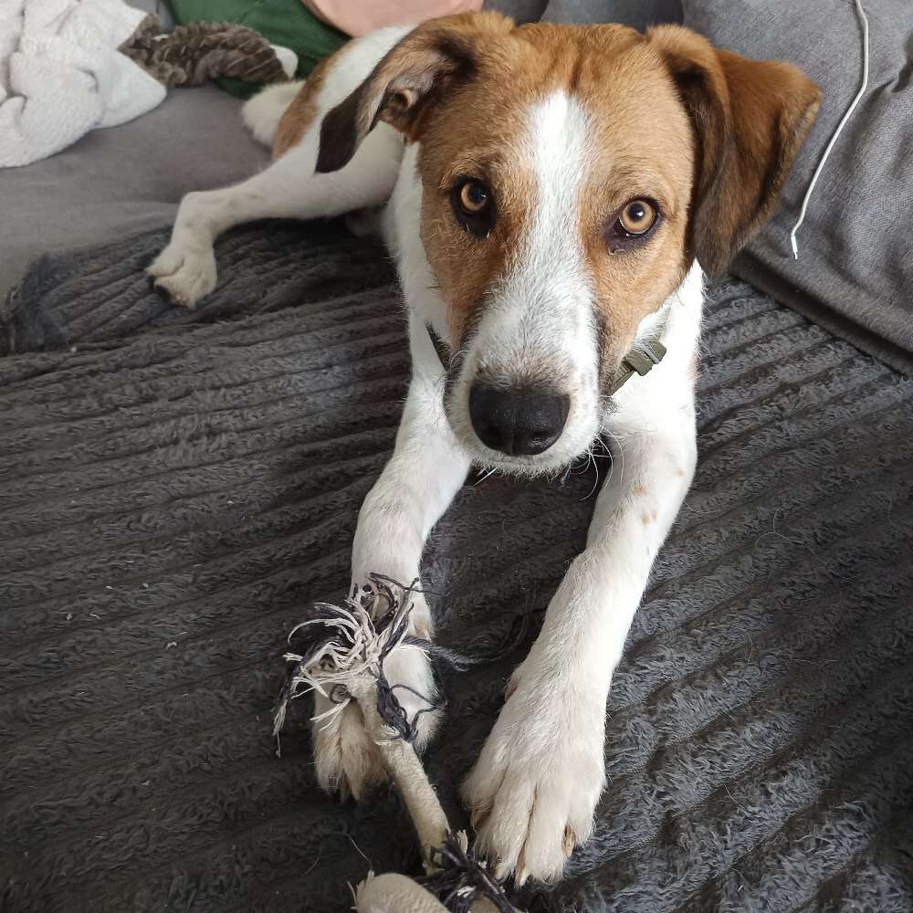Hundetreffen-Spaziergang und spielen-Profilbild