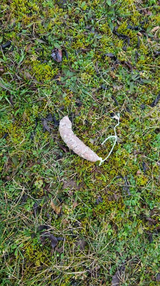 Giftköder-Evtl. Giftköder-Profilbild