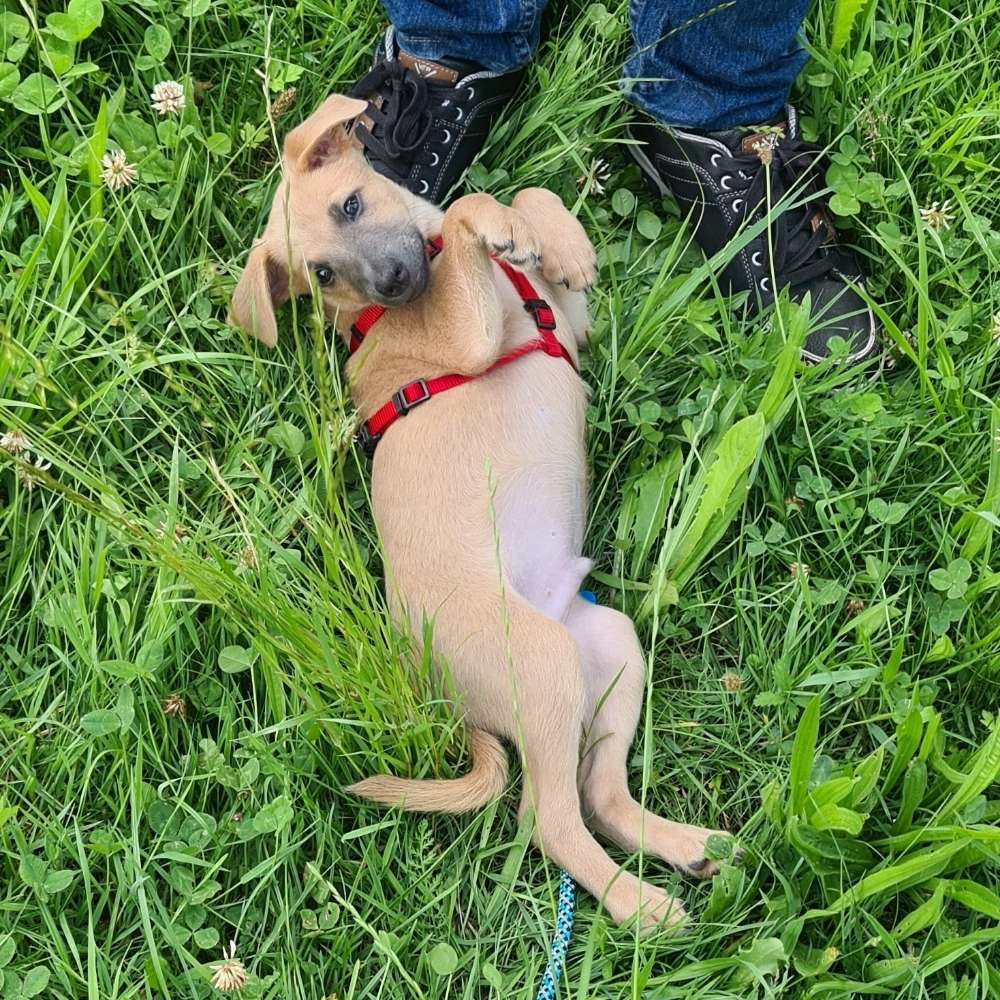 Hundetreffen-Welpentreffen und Gassirunde-Profilbild