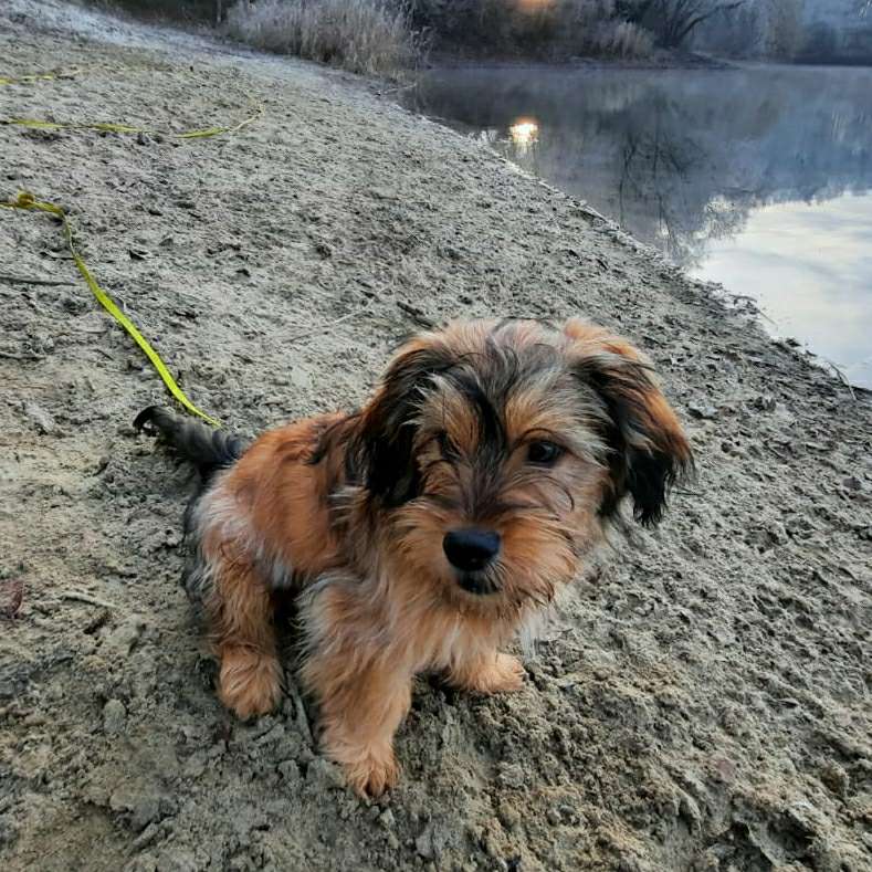 Hundetreffen-Wir suchen möglichst viel Hundekontakt, zum üben, laufen und toben-Profilbild