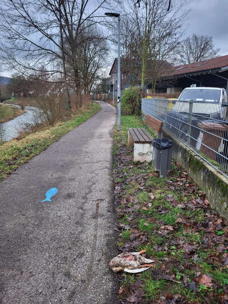 Giftköder-Tote Ente-Profilbild