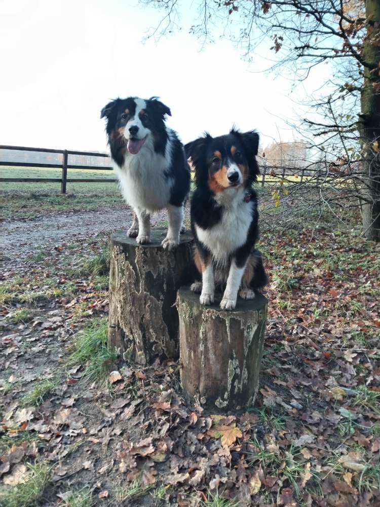 Hundetreffen-Gemeinsames Spazierengehen-Profilbild