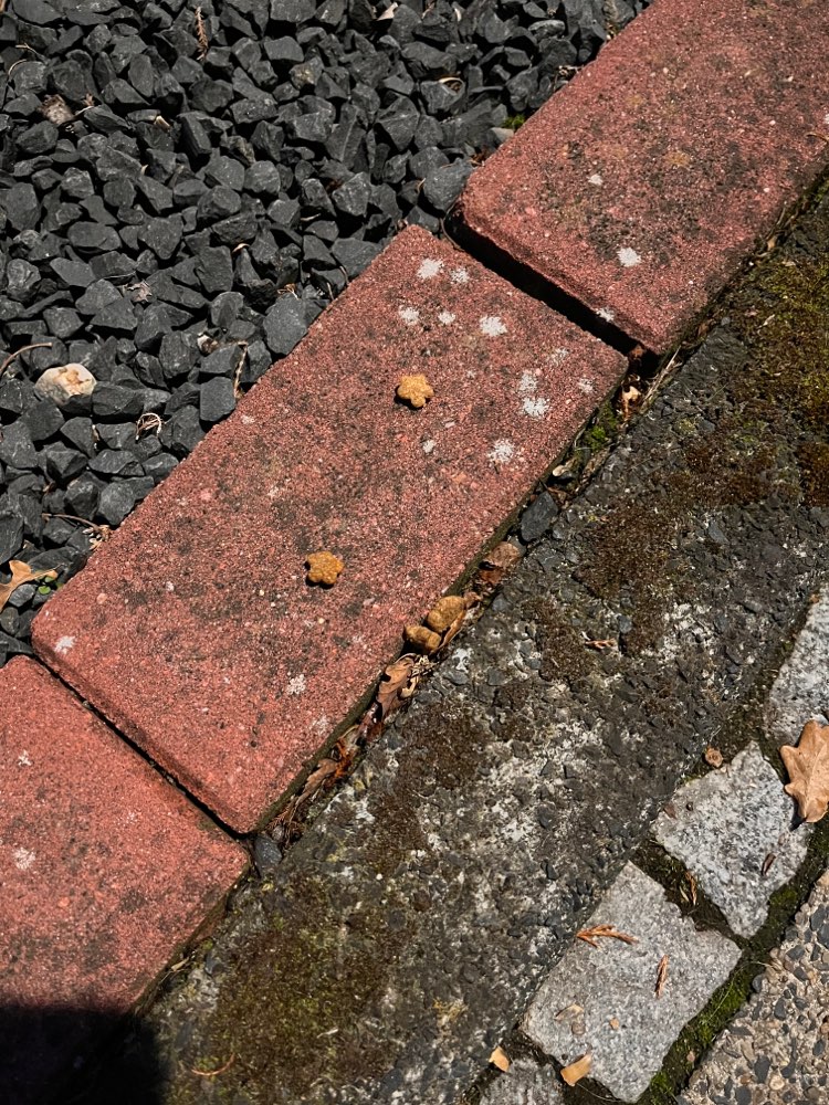 Giftköder-Mögliche Gefahr-Profilbild