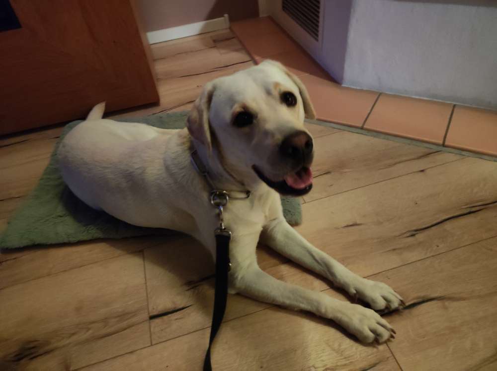 Hundetreffen-Gemeinsame Spaziergänge, Training und Spielen-Profilbild