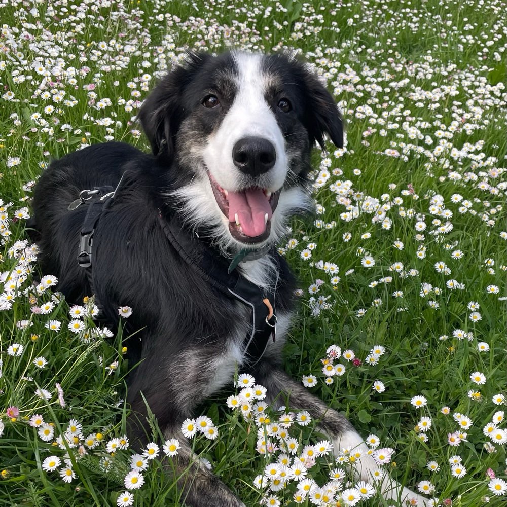 Hundetreffen-Training mit andern Hunden :)-Profilbild
