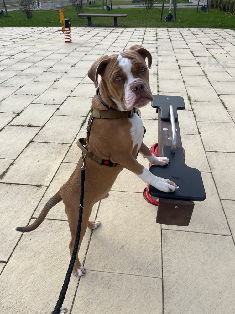 Hundetreffen-Social Walk & Trainingseinheit-Profilbild