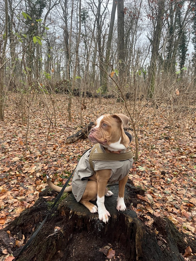 Hundetreffen-Social Walk oder Trainingseinheit-Profilbild