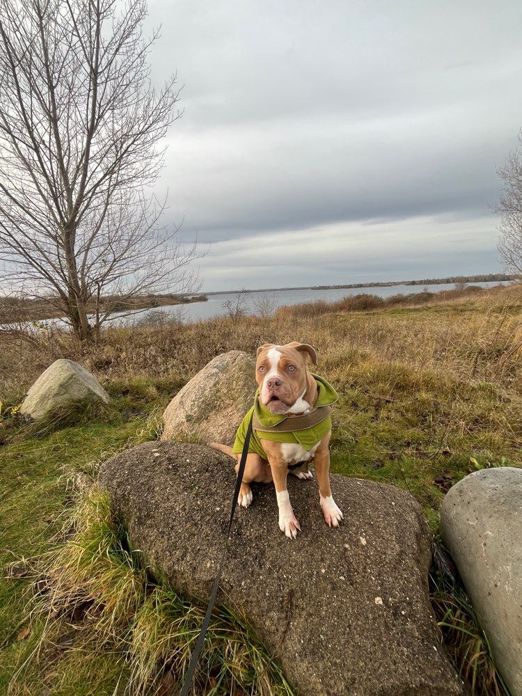 Hundetreffen-Wir suchen noch Raufkumpel-Profilbild