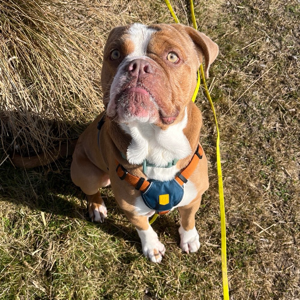 Hundetreffen-Social Walk-Profilbild