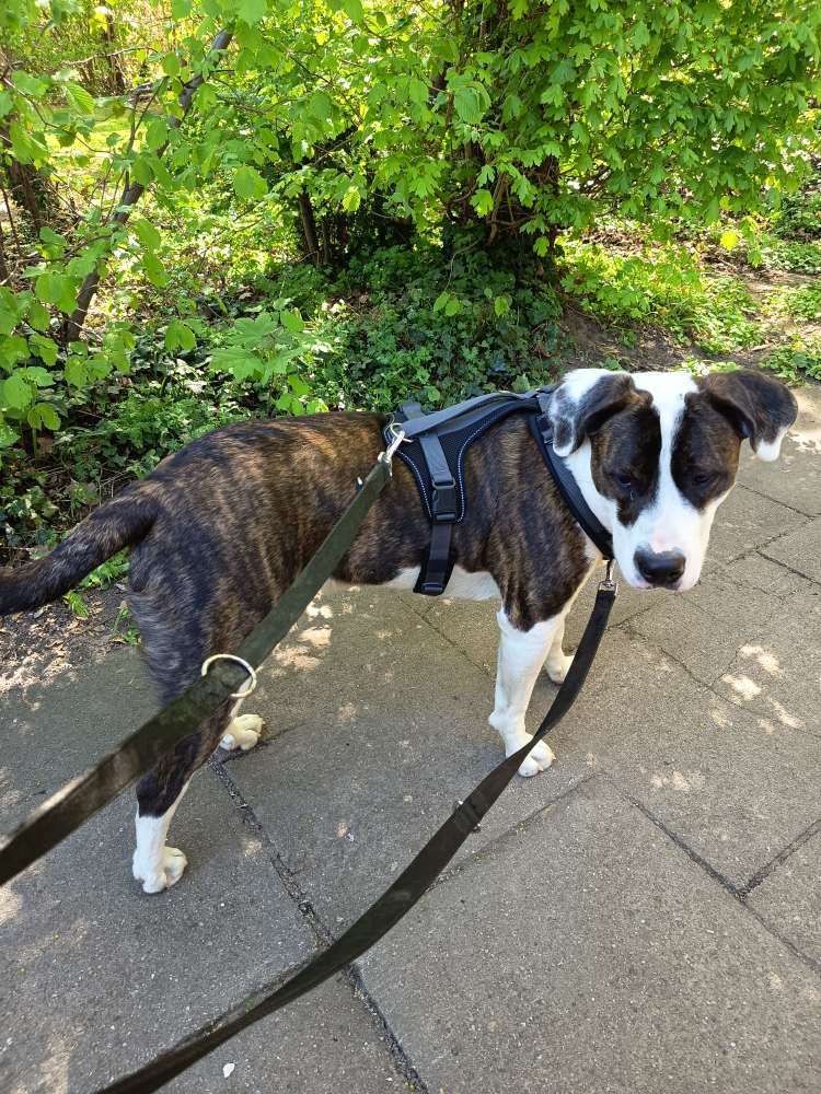 Hundetreffen-Jung und Wild-Profilbild