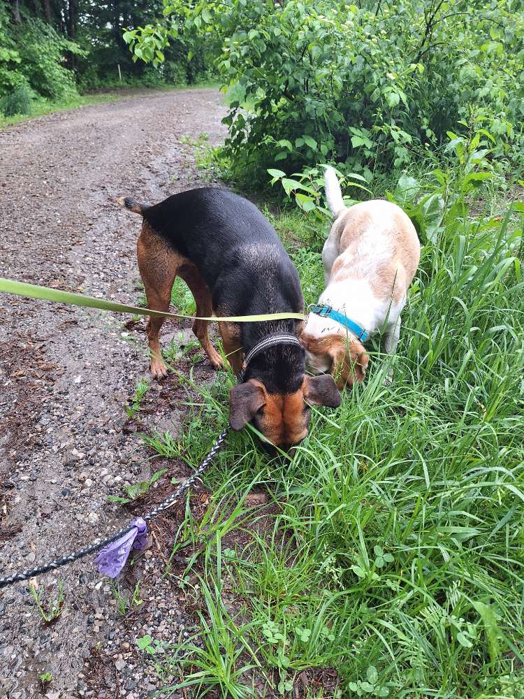 Hundetreffen-Trainingsspatziergänge-Profilbild