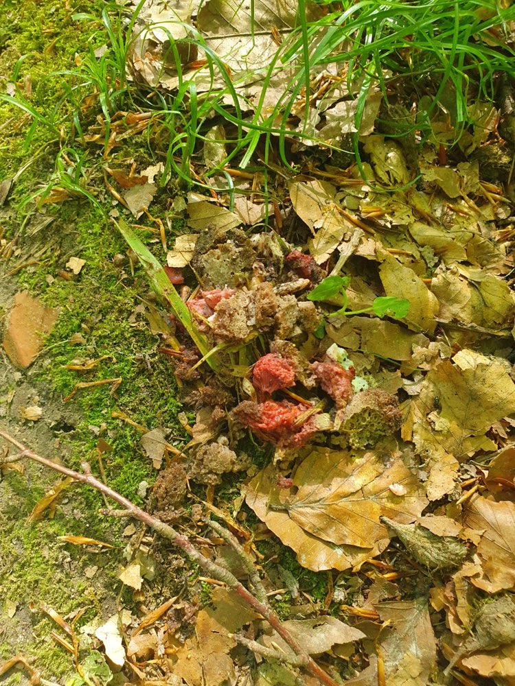 Giftköder-Katzenfutter mit Rattengift-Profilbild