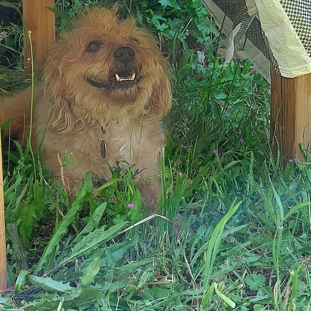 Hundetreffen-Gemeinsam Gassi gehen-Profilbild