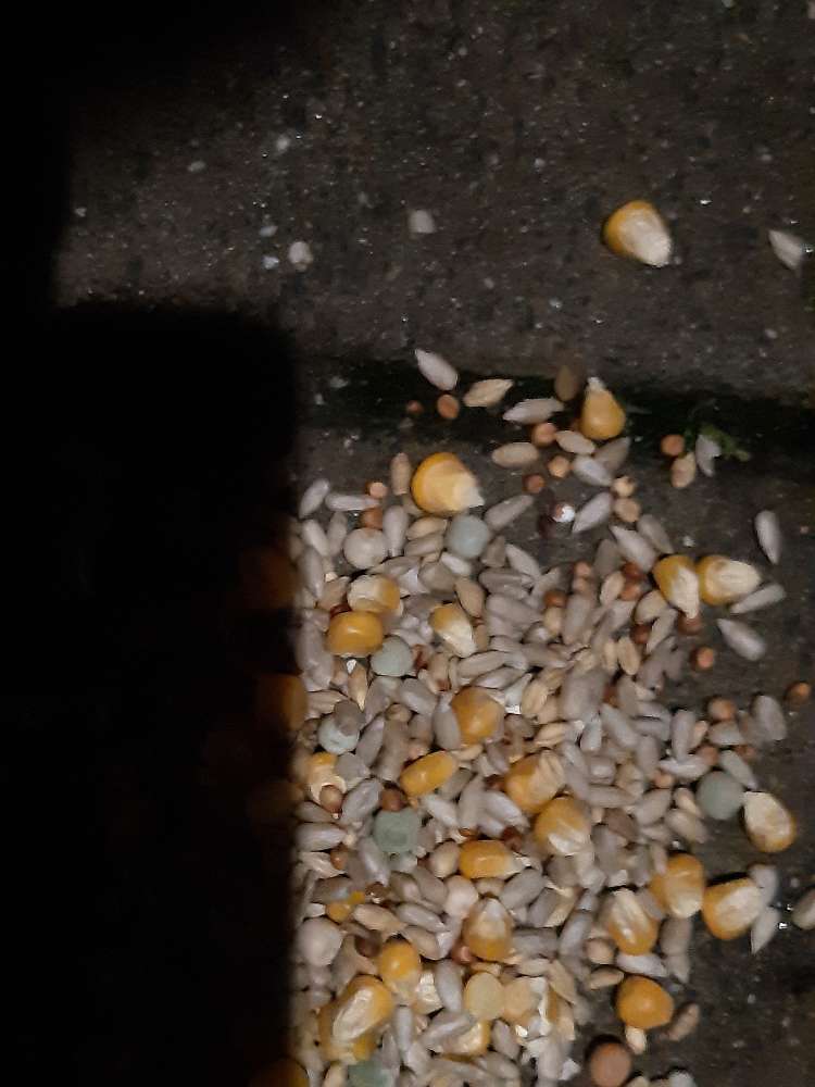 Giftköder-Möglicher Giftköder-Profilbild