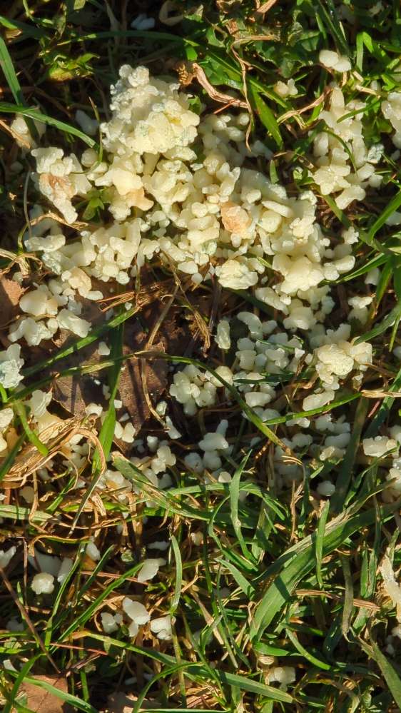 Giftköder-unbekannter Stoff-Profilbild