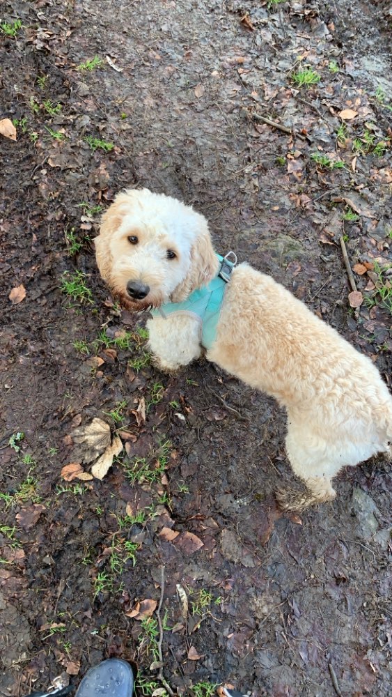 Hundetreffen-Spieltreffrunde im Loden Nähe Golfplatz-Profilbild