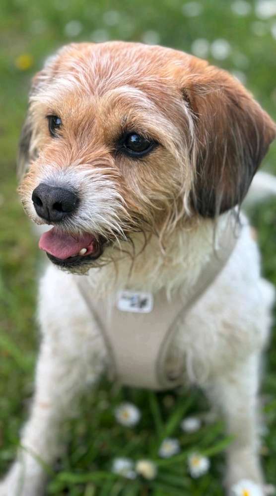 Giftköder-Gifköder, Würstchen mit Stecknadeln.-Profilbild