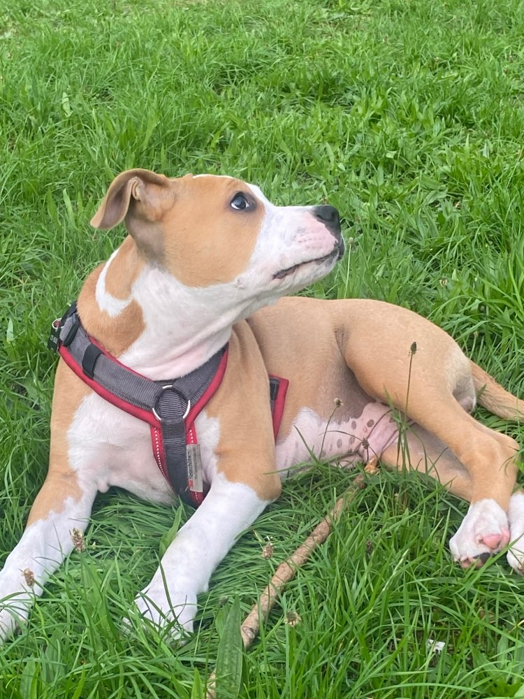 Hundetreffen-Social Walk - Gassi - Spielen-Profilbild