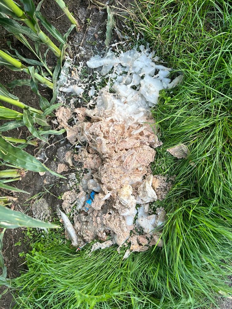 Giftköder-Undefinierbare Essensreste-Profilbild