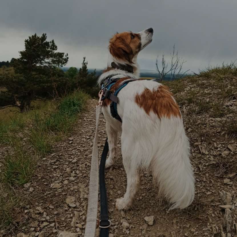 Hundetreffen-Gemeinsam Spazieren-Profilbild