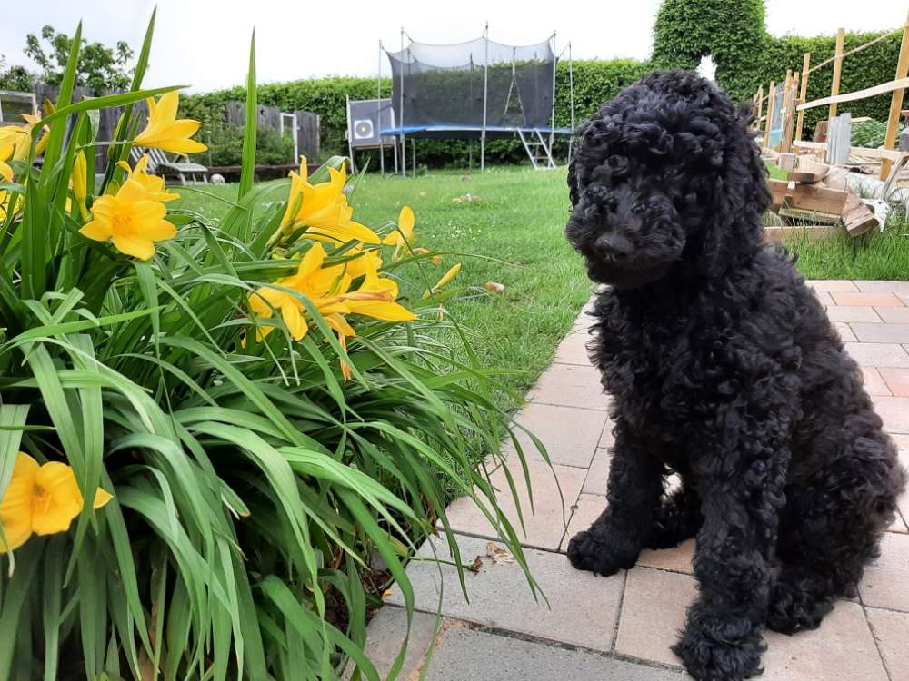 Hundetreffen-Welpentreffen-Profilbild
