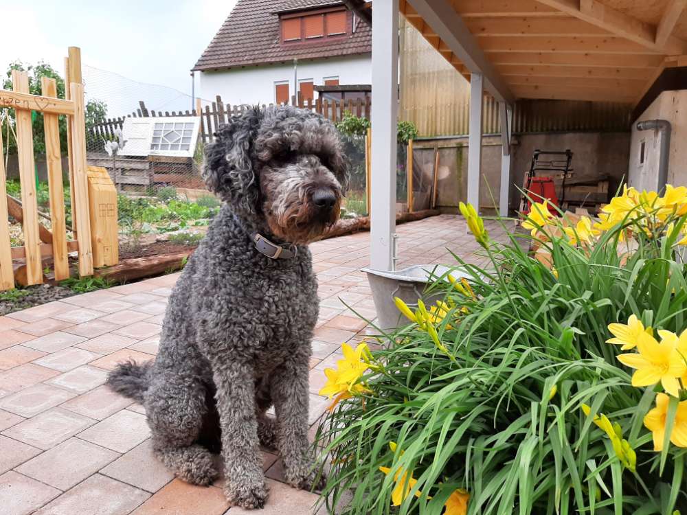 Hundetreffen-Begegnung mit fremden Hunden-Profilbild
