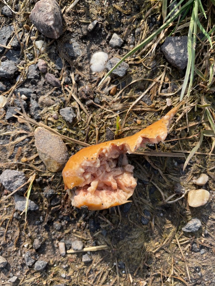 Giftköder-Wurststücke in Wachtberg Berkum-Profilbild