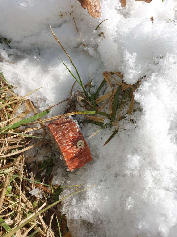 Giftköder-Giftköder-Profilbild