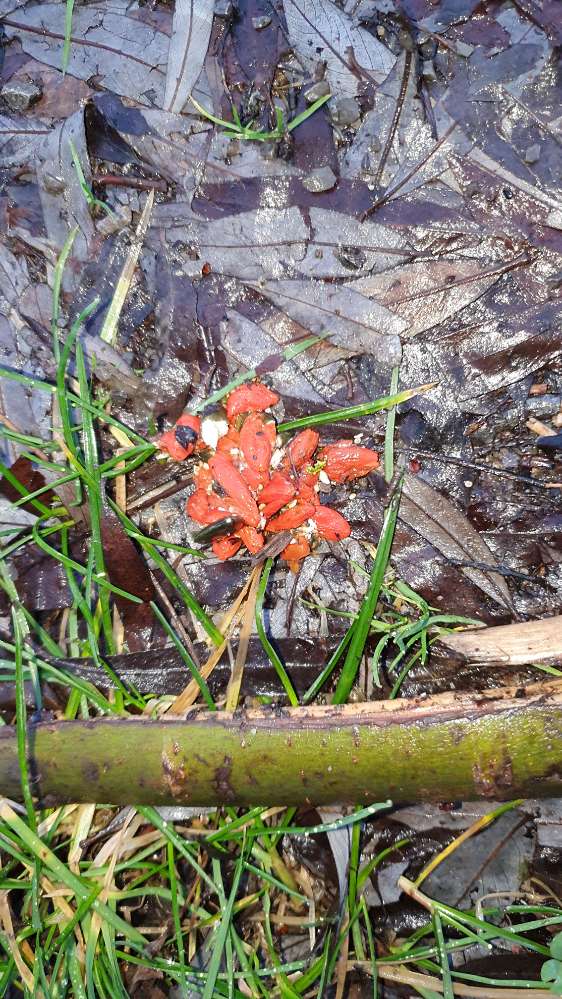 Giftköder-Giftköder-Profilbild