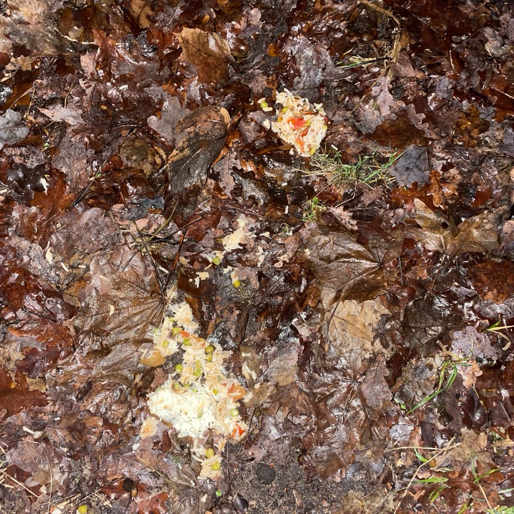 Giftköder-Essensreste auf dem Weg und Grünstreifen-Profilbild