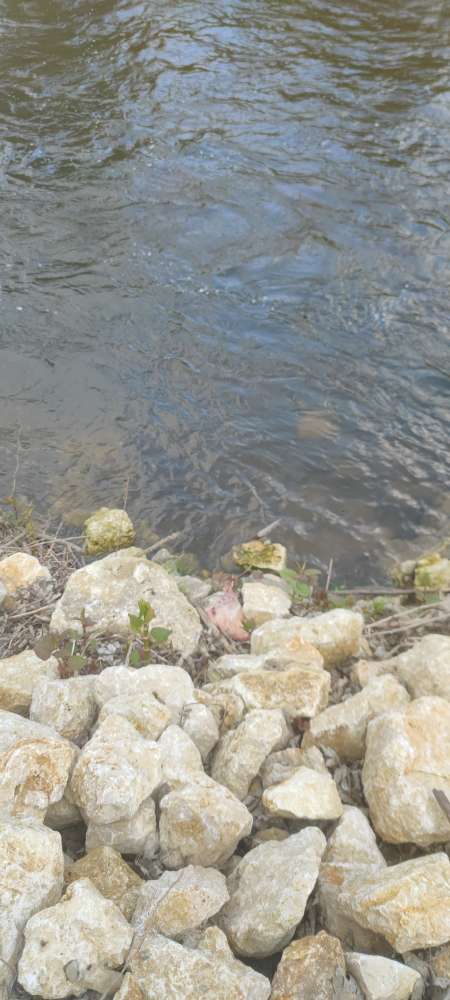 Giftköder-großes Stück rohes Fleisch-Profilbild