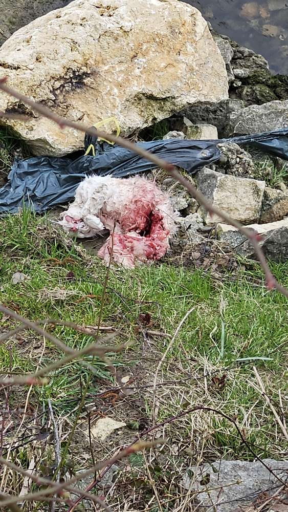 Giftköder-tote Katze am Ufer-Profilbild