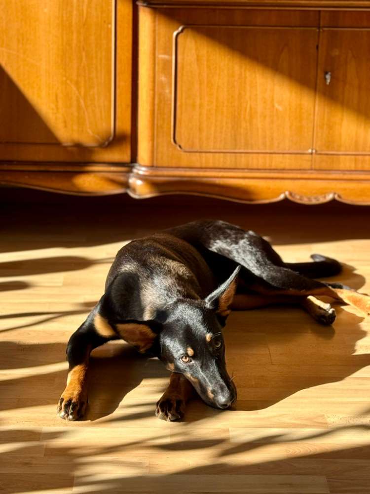 Hundetreffen-Hunde Buddy gesucht-Profilbild