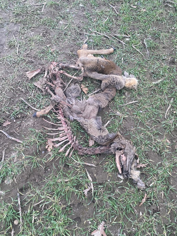 Giftköder-Wildkadaver auf Feld-Profilbild