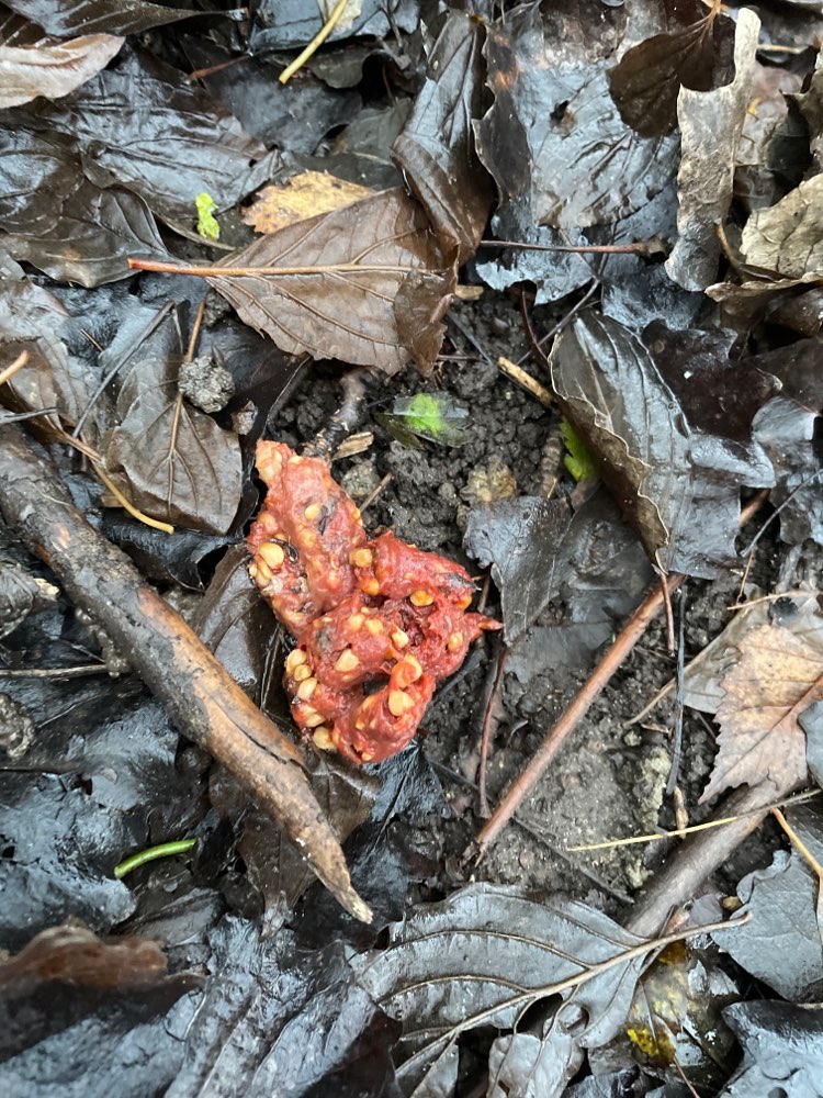 Giftköder-Mett mit untergemischter Substanz-Profilbild