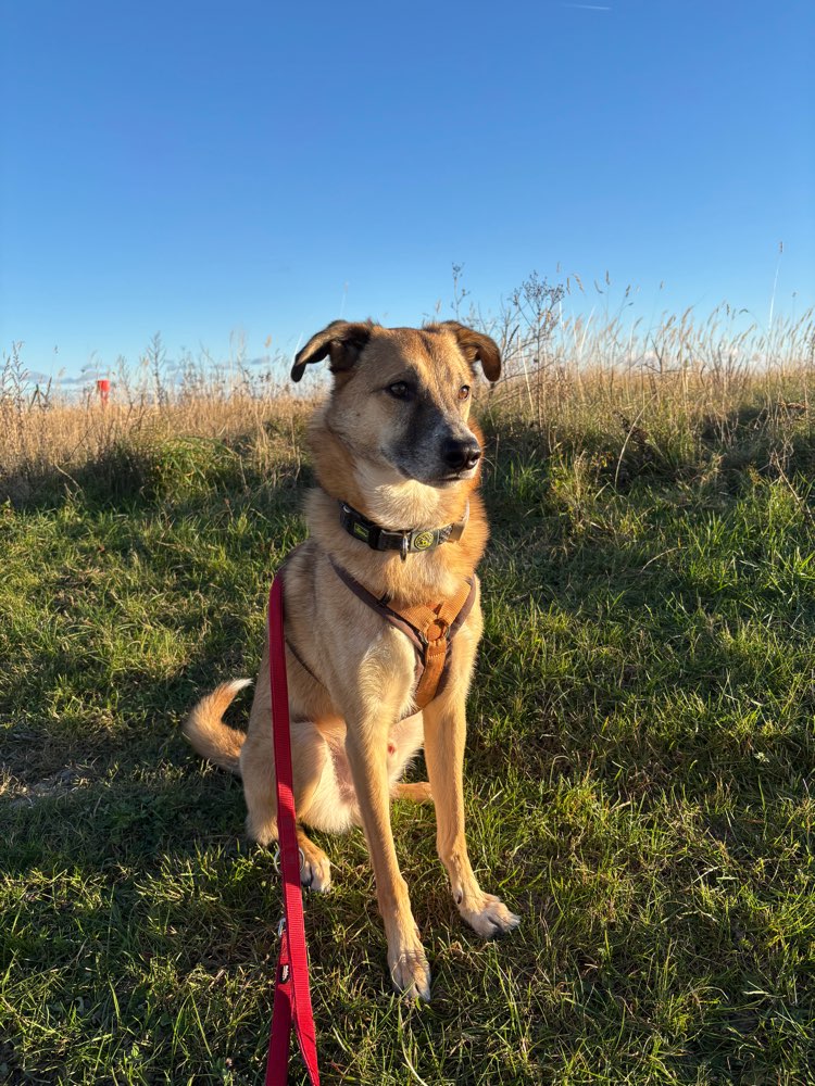 Hundetreffen-Abendliche Gassi Runde-Profilbild