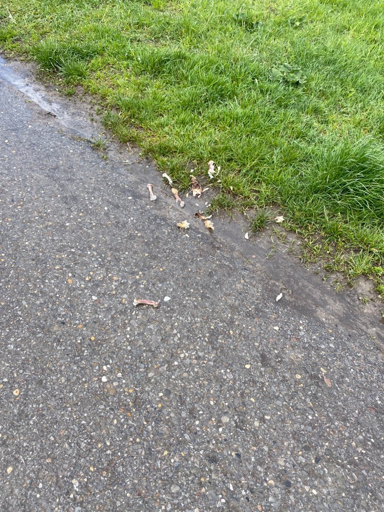 Giftköder-Hühnerknochen am Wegrand in Eglosheim-Profilbild