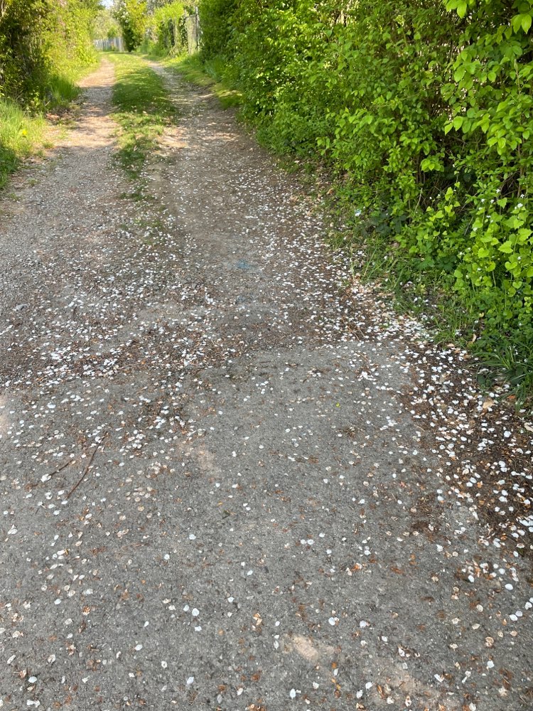Giftköder-Schneckenkorn auf Feldweg-Profilbild