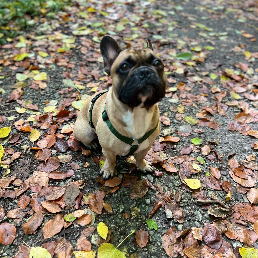 Hundetreffen-Spielrunde auf der Hunterwiese-Profilbild