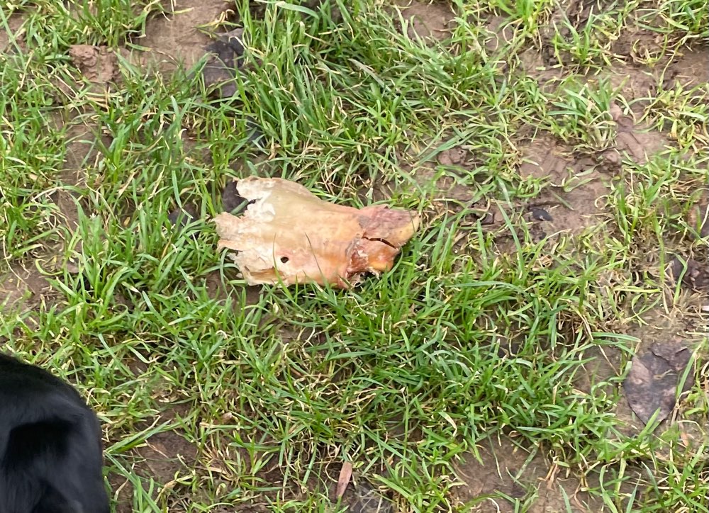 Giftköder-Schweinsohr-Profilbild