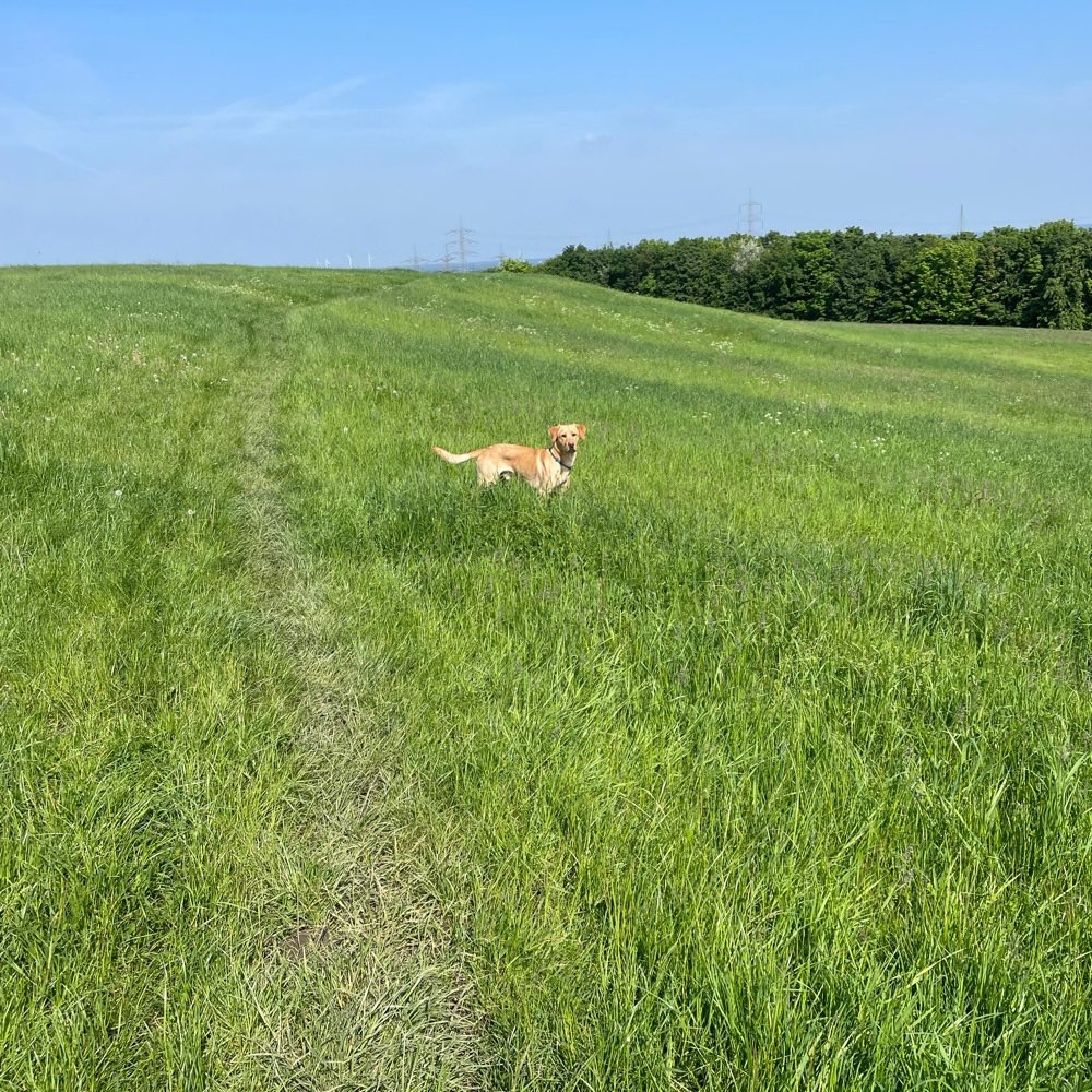 Hundetreffen-Spieltreffen-Profilbild