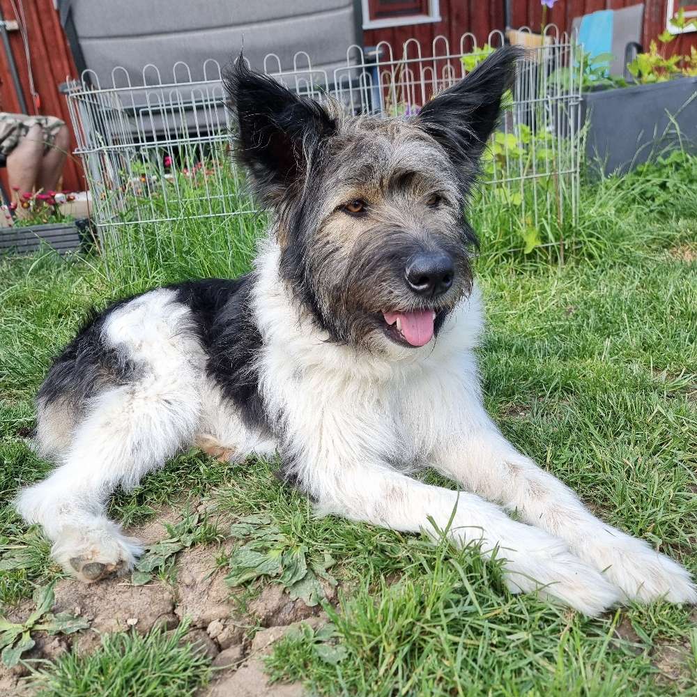 Hundetreffen-Lilli sucht hundefreunde für gemeinsame Spaziergängen .-Profilbild