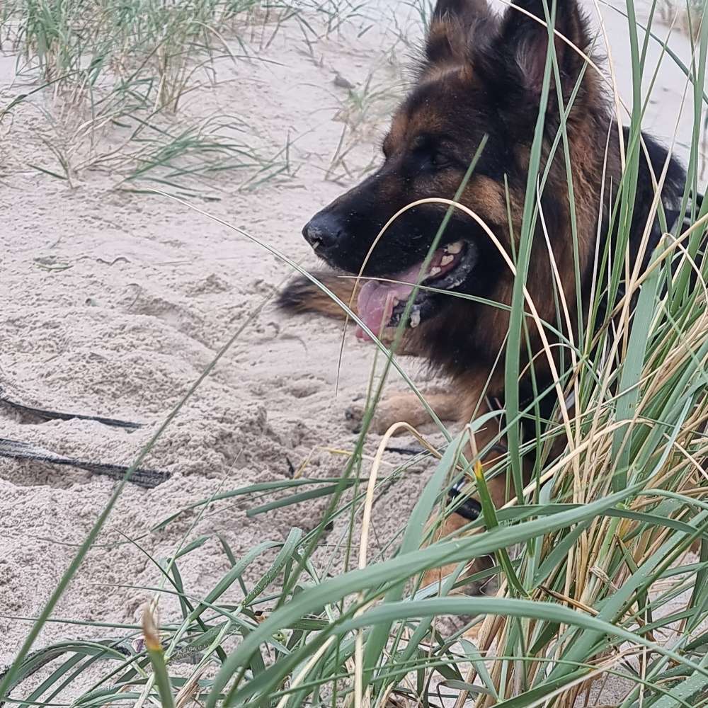 Hundetreffen-Hundebegegnungen-Profilbild