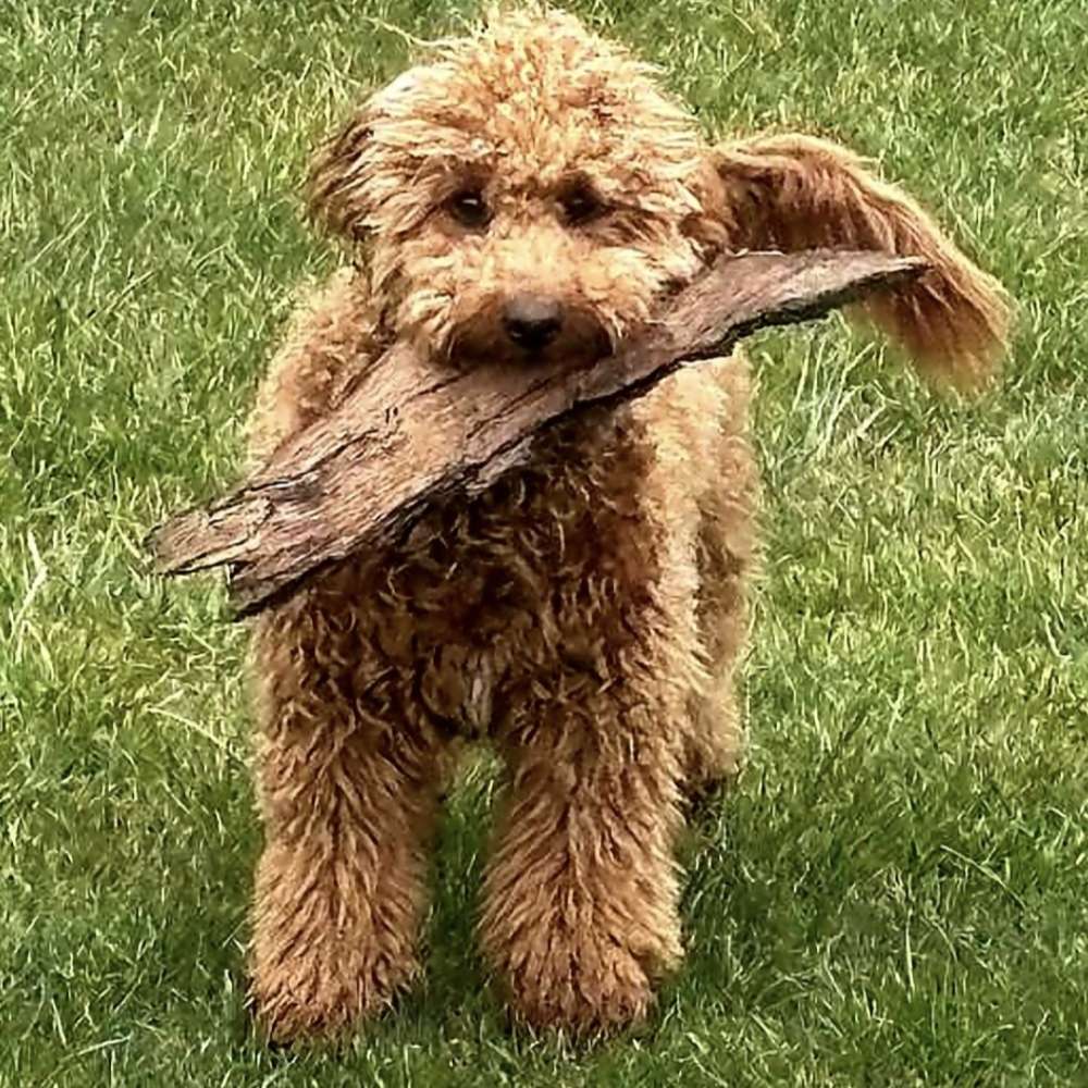 Hundetreffen-Spielrunde-Profilbild