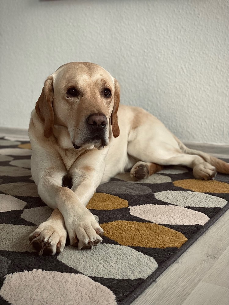 Hundetreffen-Spaziergang, Hundebegegnung, Sozialisierung-Profilbild