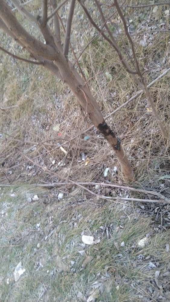 Giftköder-Klebrige Substanz an Bäumen-Profilbild