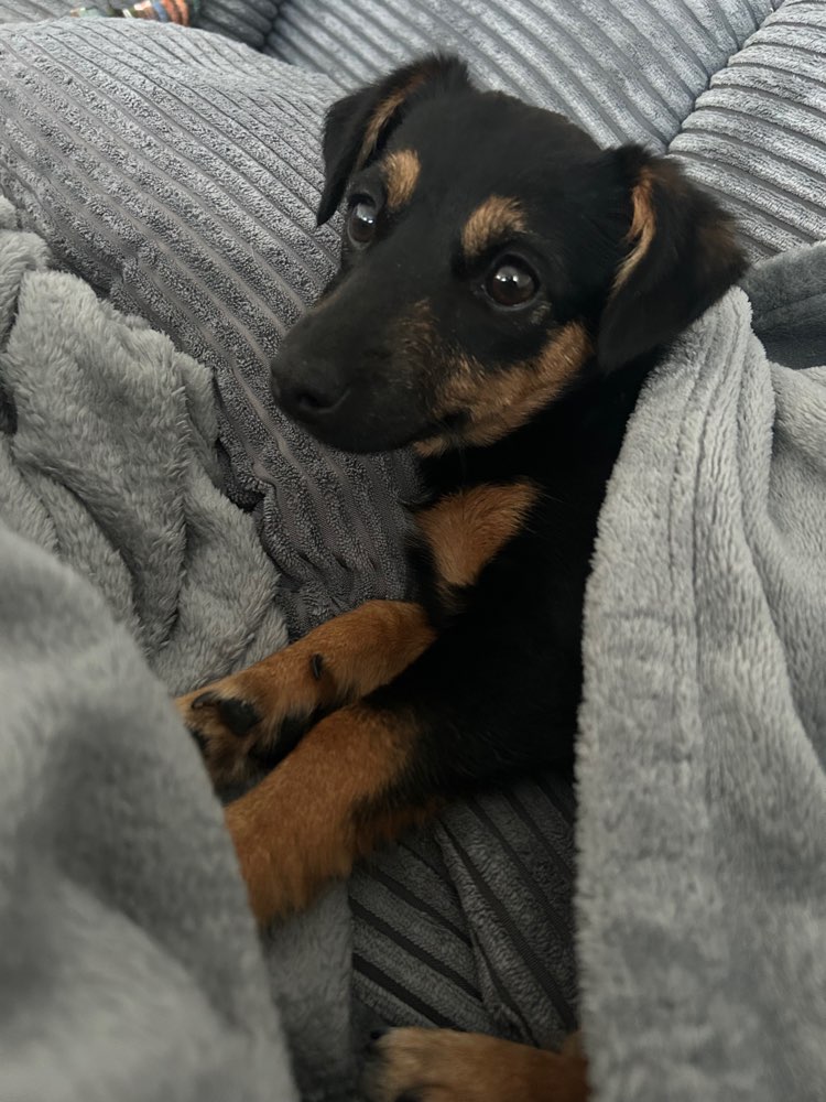 Hundetreffen-Hundefreund gesucht 🐾-Profilbild