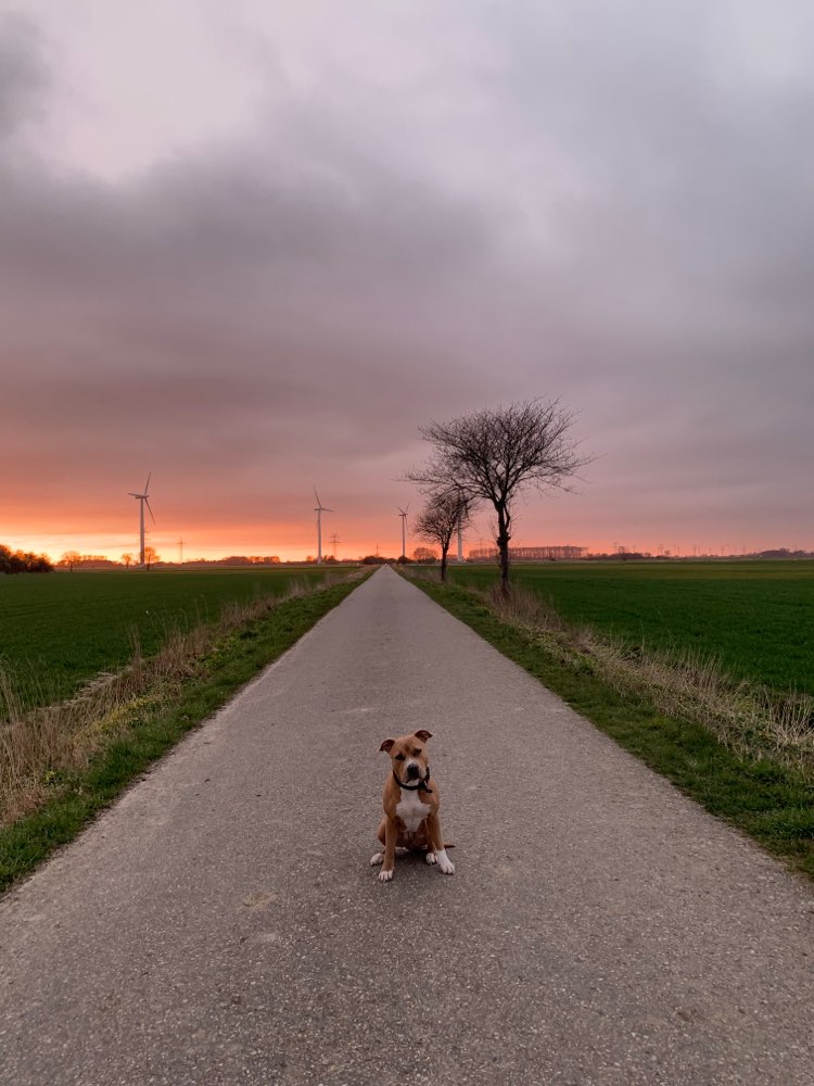 Hundetreffen-Spaziergang 🐶-Profilbild